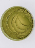 Spanish Olive Mica Pigment Powder
